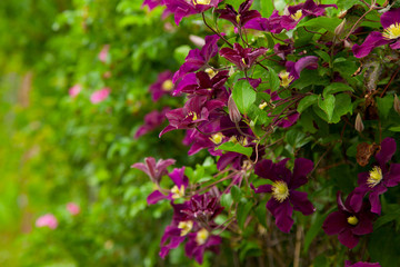 Summer garden with purple clematis.Vines of flower background
