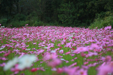 Sweet pink cosmos flowers are blooming in the outdoor garden with blurred natural background, So beautiful.