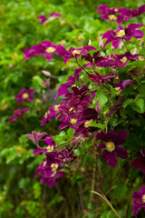Summer garden with purple clematis.Vines of flower background