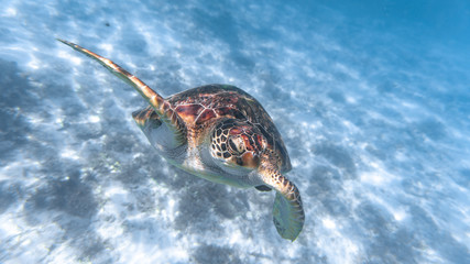 Green sea turtle swimming above a coral reef closeup. Sea turtles are becoming threatened due to illegal human activities.