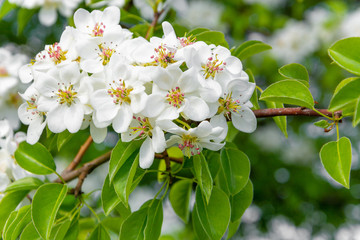 Spring floral background, white flowers of pear, blooming garden, gardening. Space for text. Copy space.