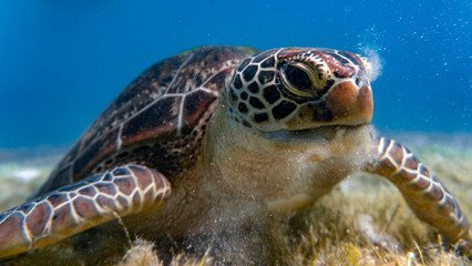 Frontal shot of a green sea turtle feeding on seagrass in a shallow and sandy coral reef.