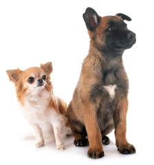 puppy malinois and chihuahua