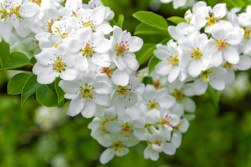 Spring floral background, white flowers of pear, blooming garden, gardening. Space for text. Copy space.
