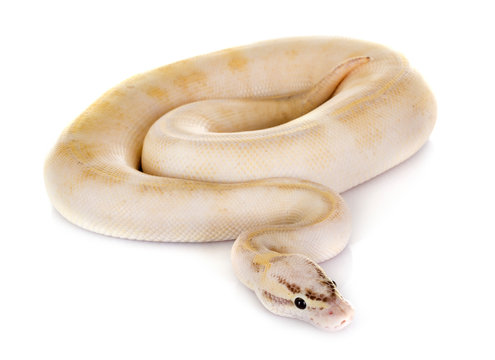 Ball python in studio