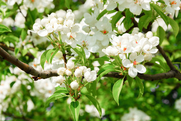 Spring floral background, white flowers of pear, blooming garden, gardening. Space for text. Copy space.