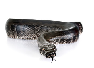 Naklejka premium Python curtus in studio