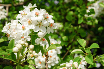 Spring floral background, white flowers of pear, blooming garden, gardening. Space for text. Copy space.