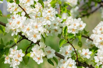 Spring floral background, white flowers of pear, blooming garden, gardening. Space for text. Copy space.