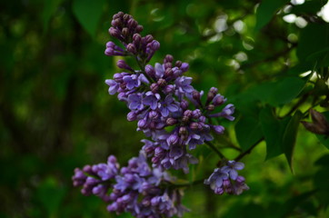 spring flowers, a lilac branch with flowers and buds on a background of green foliage