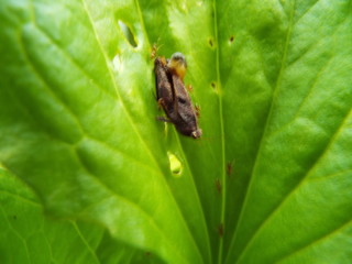 虫の死骸に群がるアリたち ants were swarming to dead