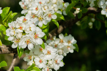 Spring floral background, white flowers of pear, blooming garden, gardening. Space for text. Copy space.