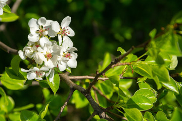 Spring floral background, white flowers of pear, blooming garden, gardening. Space for text. Copy space.
