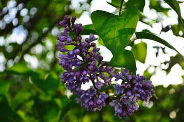 spring flowers, a lilac branch with flowers and buds on a background of green foliage