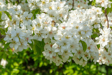 Spring floral background, white flowers of pear, blooming garden, gardening. Space for text. Copy space.