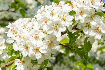 Spring floral background, white flowers of pear, blooming garden, gardening. Space for text. Copy space.