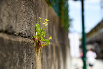 擁壁から生えるカタバミの花