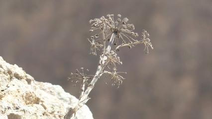  nature, plant,flower, 