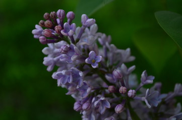 spring flowers, a lilac branch with flowers and buds on a background of green foliage