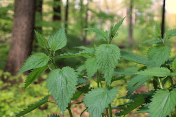 brennessel Urtica wald wildkräuter