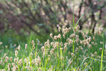 flowering grass in wetland macro