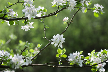 white apple flowers on twig closeup