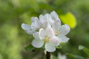 white apple flowers on twig closeup