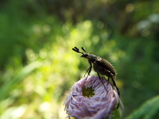 ヒゲブトハナムグリ leaf beetle