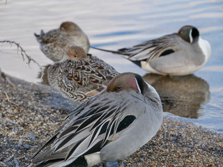 Teals keeps its mouth to add warmth to itself.