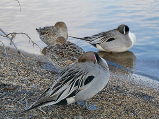 Teal keeps its mouth to add warmth to itself.