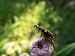 ヒゲブトハナムグリ leaf beetle