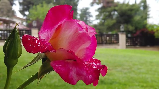 Rain Falling on a rose bush in slow motion. The rain drops on the pedals of the floor look almost perfectly rounded and frozen in time.