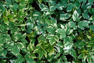 Fototapeta na wymiar Green and white leaves of the plant Aegopodium. Garden ornamental plant. Weed garden plant.
