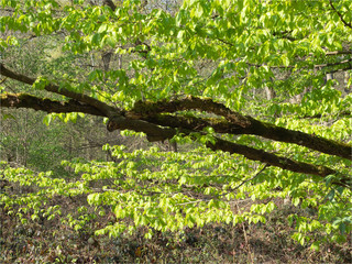 feuillage de printemps dans le bois de Verneuil près de Paris