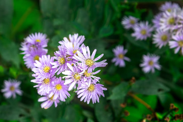 Purple Lavender Aster Flower with Golden Center Button and Blur Deep Green Leaves Background. Selective Focus 
