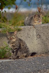 Stray cats～さくらねこにしてあげたい野良達。