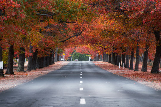 Empty Road View With Line Of Autumn Trees On Both Side. Mount Macedon, Victoria, Australia.