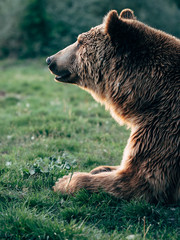 brown bear resting outdoor