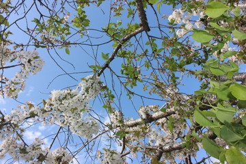 almond blossom sky background