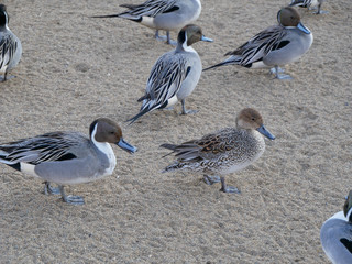 Flocks of teal walk by the lake in winter.