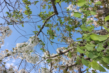 almond blossom sky background