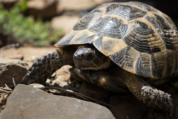 turtle in the forest in bulgaria