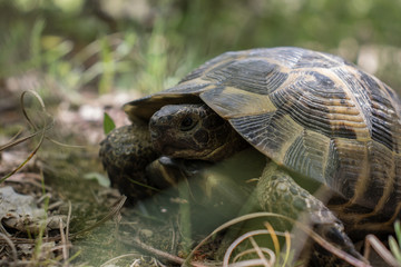 turtle in the forest in bulgaria