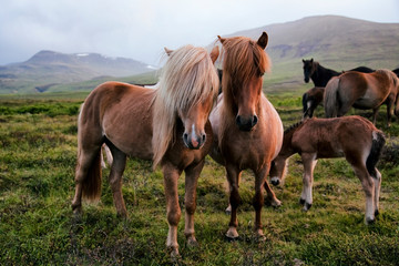 Fototapeta na wymiar Portrait of a beautiful Icelandic horses