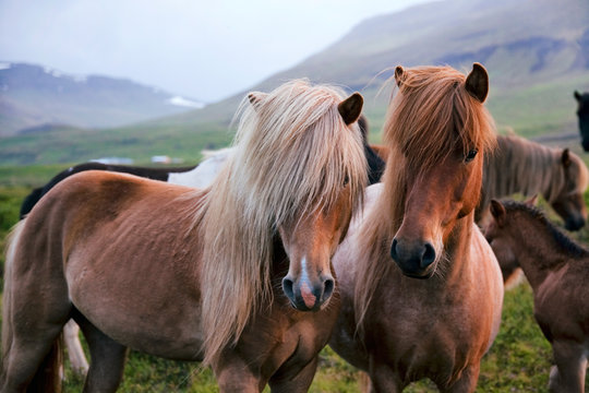 Portrait of a beautiful Icelandic horses