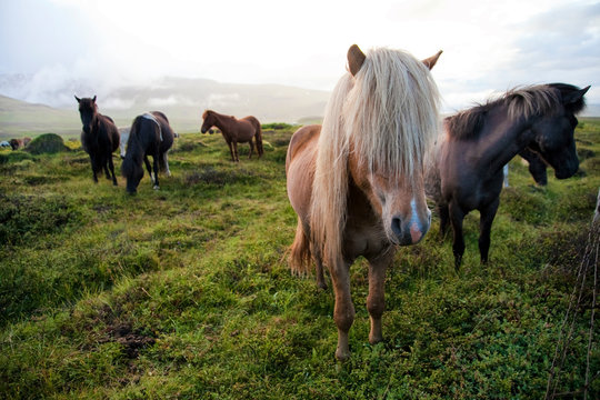 Portrait of a beautiful Icelandic horses