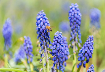 Fototapeta premium Bee and Purple Blue Grape Hyacinth Flowers in Spring in Latvia May 2019