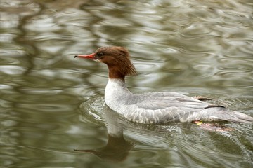 The common merganser (Mergus merganser) male duck swimming on the lake, clear  background, scene from wildlife, Switzerland, common bird in its environment