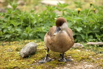 The red-crested pochard (Netta rufina) young female duck on the lake shore, green vegetation in background, scene from wildlife, Switzerland, common bird in its environment