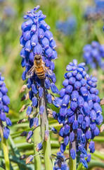 Bee and Purple Blue Grape Hyacinth Flowers in Spring in Latvia May 2019